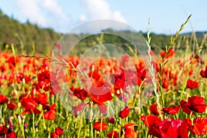 Poppy flowers in the tuscan countryside in Italy