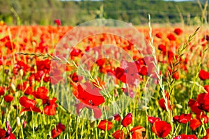 Poppy flowers in the tuscan countryside in Italy