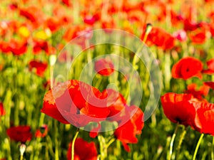 Poppy flowers in the tuscan countryside in Italy