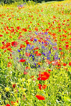 Poppy flowers in the tuscan countryside in Italy