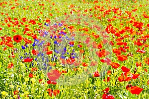 Poppy flowers in the tuscan countryside in Italy