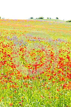 Poppy flowers in the tuscan countryside in Italy