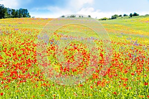 Poppy flowers in the tuscan countryside in Italy