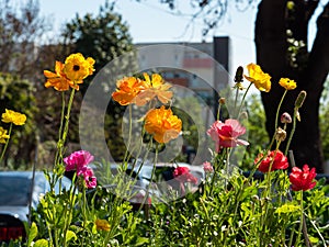 Poppy flowers of an urban community garden on a sunny day.