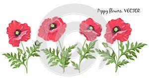 Poppy flowers. Vector isolated flowering red poppies buds leaves
