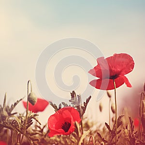 Poppy flowers vintage stylized