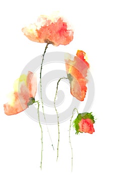 Poppy flowers watercolor painting