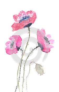 Poppy flowers watercolor painting