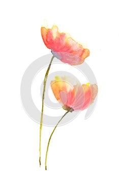 Poppy flowers watercolor painting