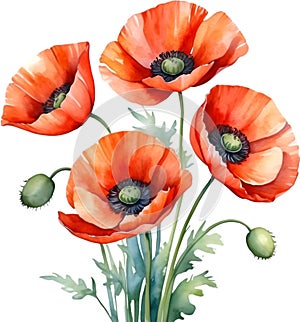 Poppy flowers, Watercolor painting of cute poppy flowers. AI-Generated.