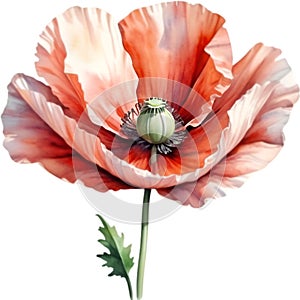 Poppy flowers, Watercolor painting of cute poppy flowers. AI-Generated.