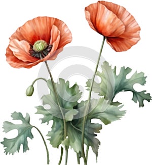 Poppy flowers, Watercolor painting of cute poppy flowers. AI-Generated.