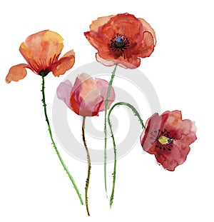 Poppy flowers, watercolour illustration.