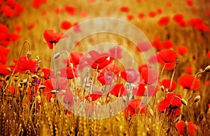 Poppy flowers