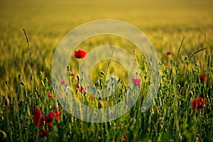 Poppy flowers in wheat field on sunset. soft focus. Harvest Concept