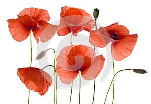 Poppy flowers on white