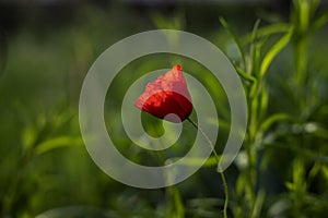 Poppy in the meadow ,dreamy wild poppy on fields