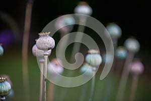 Poppy fruit dry shell head with seeds grown on meadow