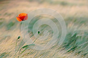 Poppy in the golden light of the sun