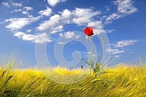 Poppy in a golden wheat field