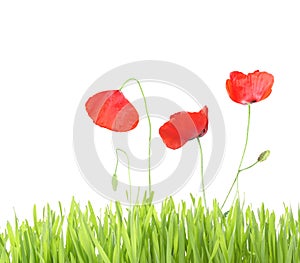 Poppy with grass isolated