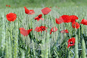 Poppy and green wheat