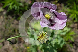 Poppy growing in a home garden. Poppy head against the background of a green garden