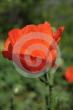 Red, bright, blossoming, decorative poppy PapÃÂ¡ver. photo