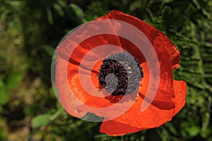 Red, bright, blossoming, decorative poppy PapÃÂ¡ver. photo