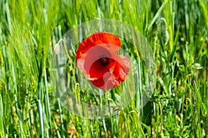 Poppy grows in the middle of a grain field