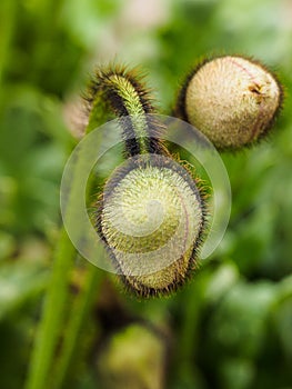 Poppy Head Before Opening
