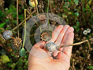 Poppy head with seeds on open female palm