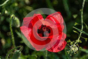 Poppy head at springtime in a garden, papaver rhoeas, ranunculales