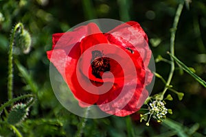 Poppy head at springtime in a garden, papaver rhoeas, ranunculales