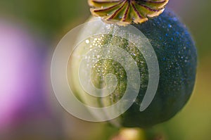 Poppy-head with water drops