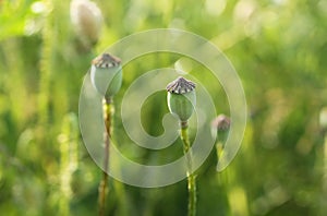 Poppy heads