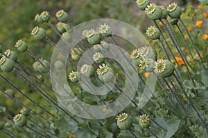 Poppy heads