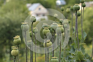 Poppy heads