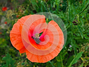 Poppy. a herbaceous plant with showy flowers, milky sap, and rounded seed capsules. drugs such as morphine and codeine