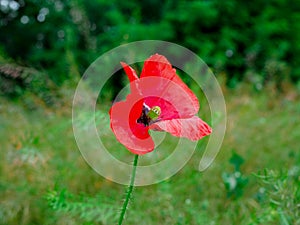 Poppy. a herbaceous plant with showy flowers, milky sap, and rounded seed capsules. drugs such as morphine and codeine