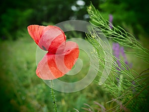 Poppy. a herbaceous plant with showy flowers, milky sap, and rounded seed capsules. drugs such as morphine and codeine