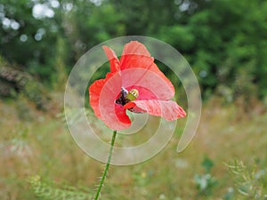 Poppy. a herbaceous plant with showy flowers, milky sap, and rounded seed capsules. drugs such as morphine and codeine