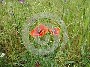 Poppy. a herbaceous plant with showy flowers, milky sap, and rounded seed capsules. drugs such as morphine and codeine