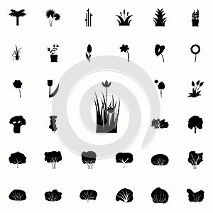 poppy icon. Plants icons universal set for web and mobile