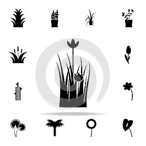 poppy icon. Plants icons universal set for web and mobile