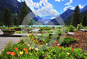 Poppy and lake louise