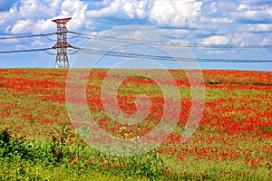 Poppy Landscape