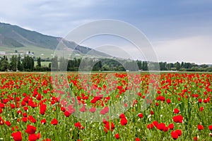 Poppy landscape