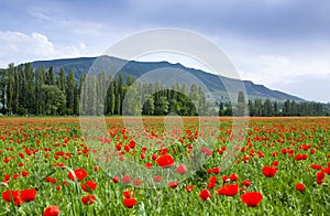 Poppy landscape