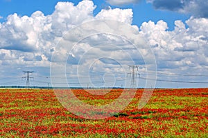 Poppy Landscape